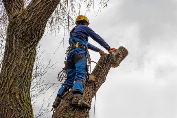 Large Tree Removal in Obion, TN